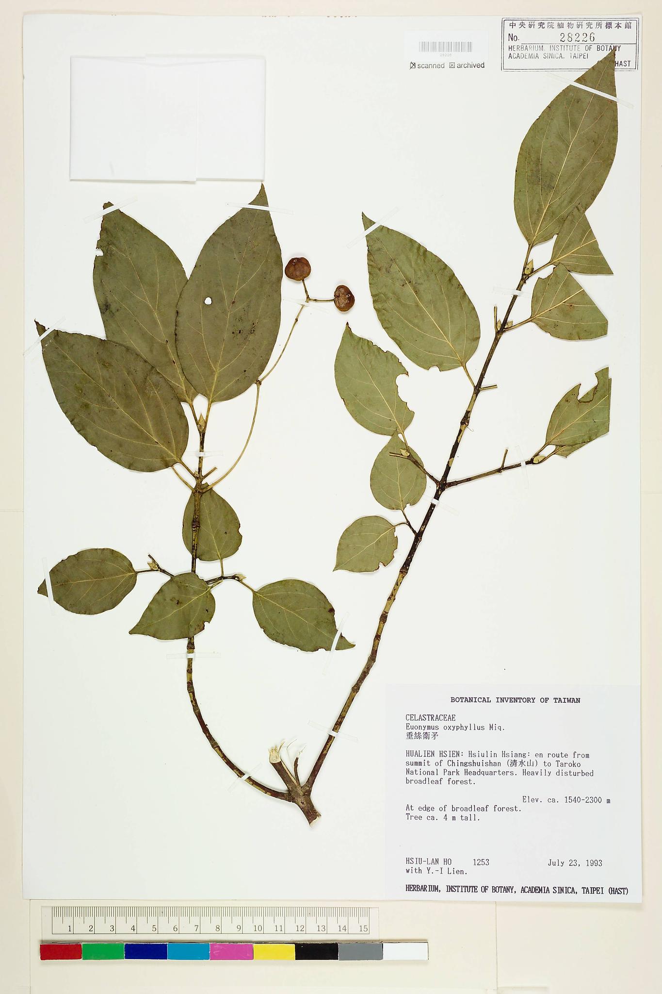 Sample image for viewer