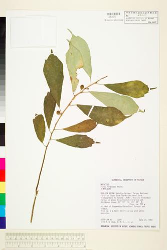 Ficus formosana Maxim.