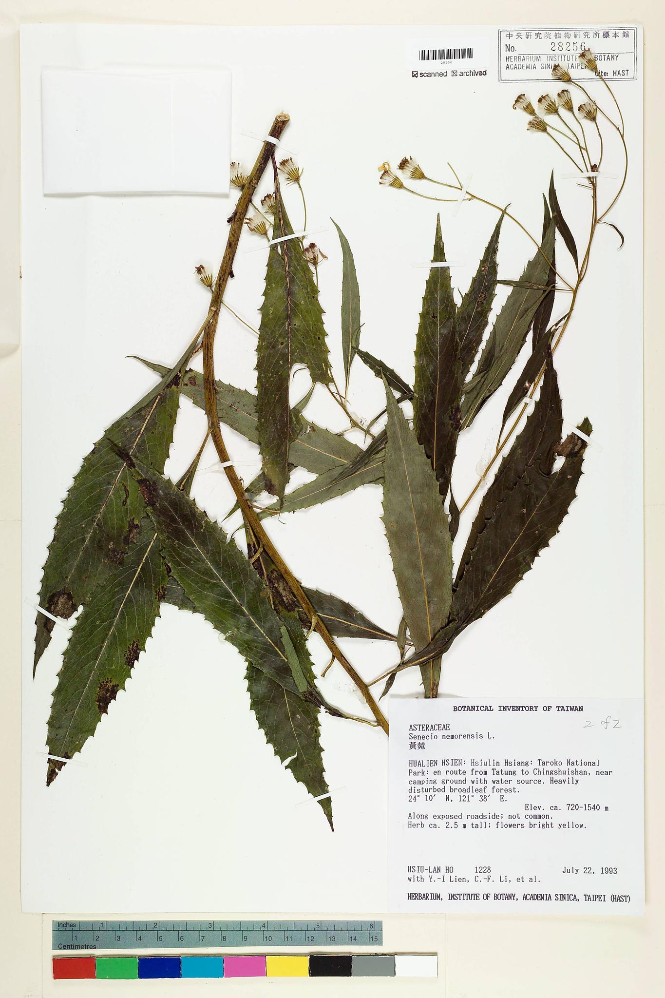 Sample image for viewer