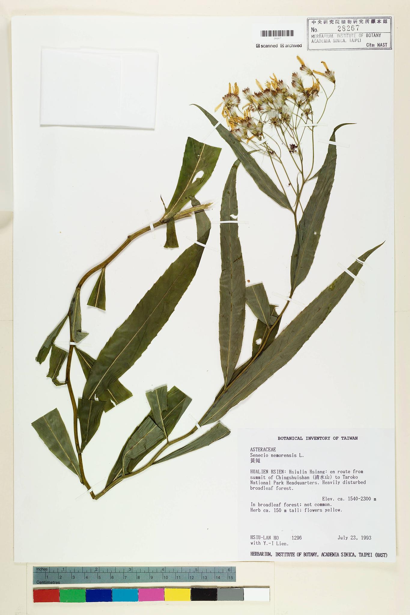 Sample image for viewer