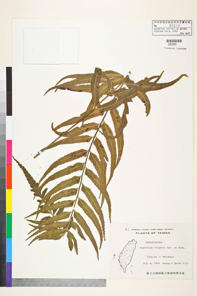 <Unit #134276 Huang, Sheng | 黃生 | 1713:: | Asplenium wrightii Eaton ex Hook.>
