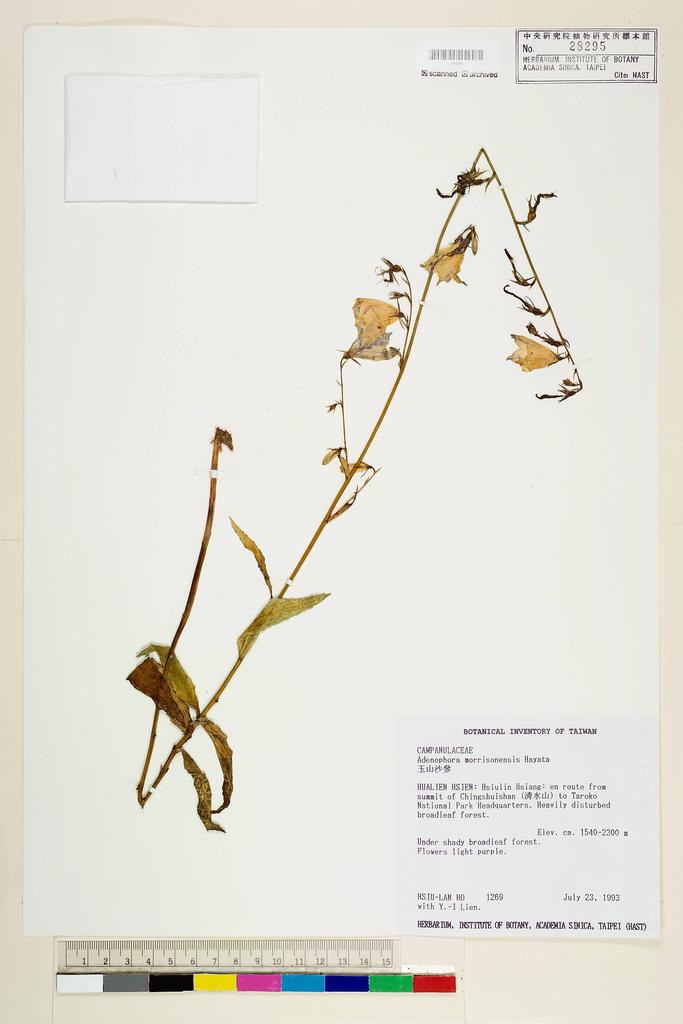 <Unit #5423 Ho, Hsiu-Lan | 何秀蘭 | 1269:: | Adenophora morrisonensis Hayata>