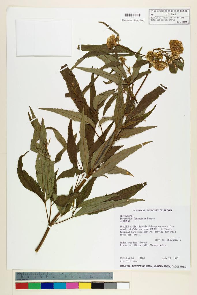 <Unit #5227 Ho, Hsiu-Lan | 何秀蘭 | 1266:: | Eupatorium formosanum Hayata>