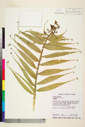 Flagellaria indica L.