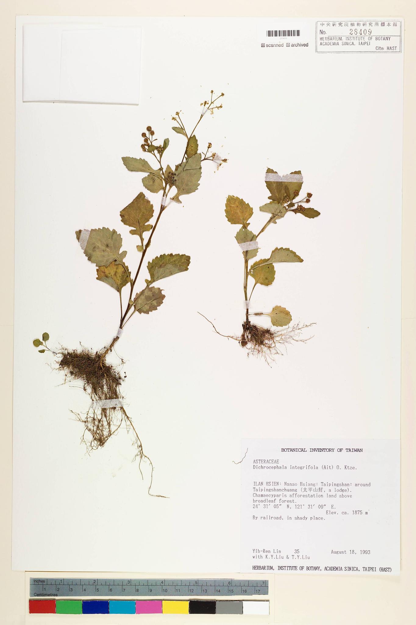 Sample image for viewer