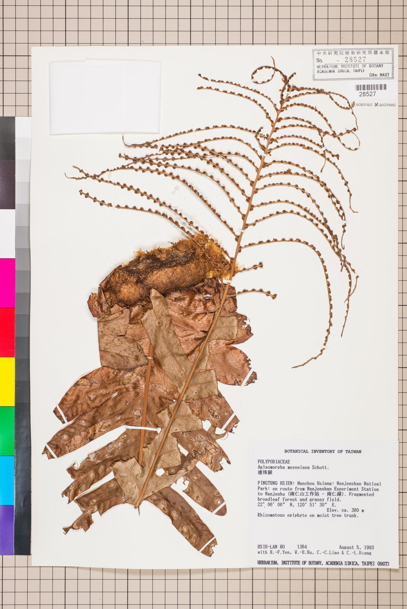 Sample image for viewer