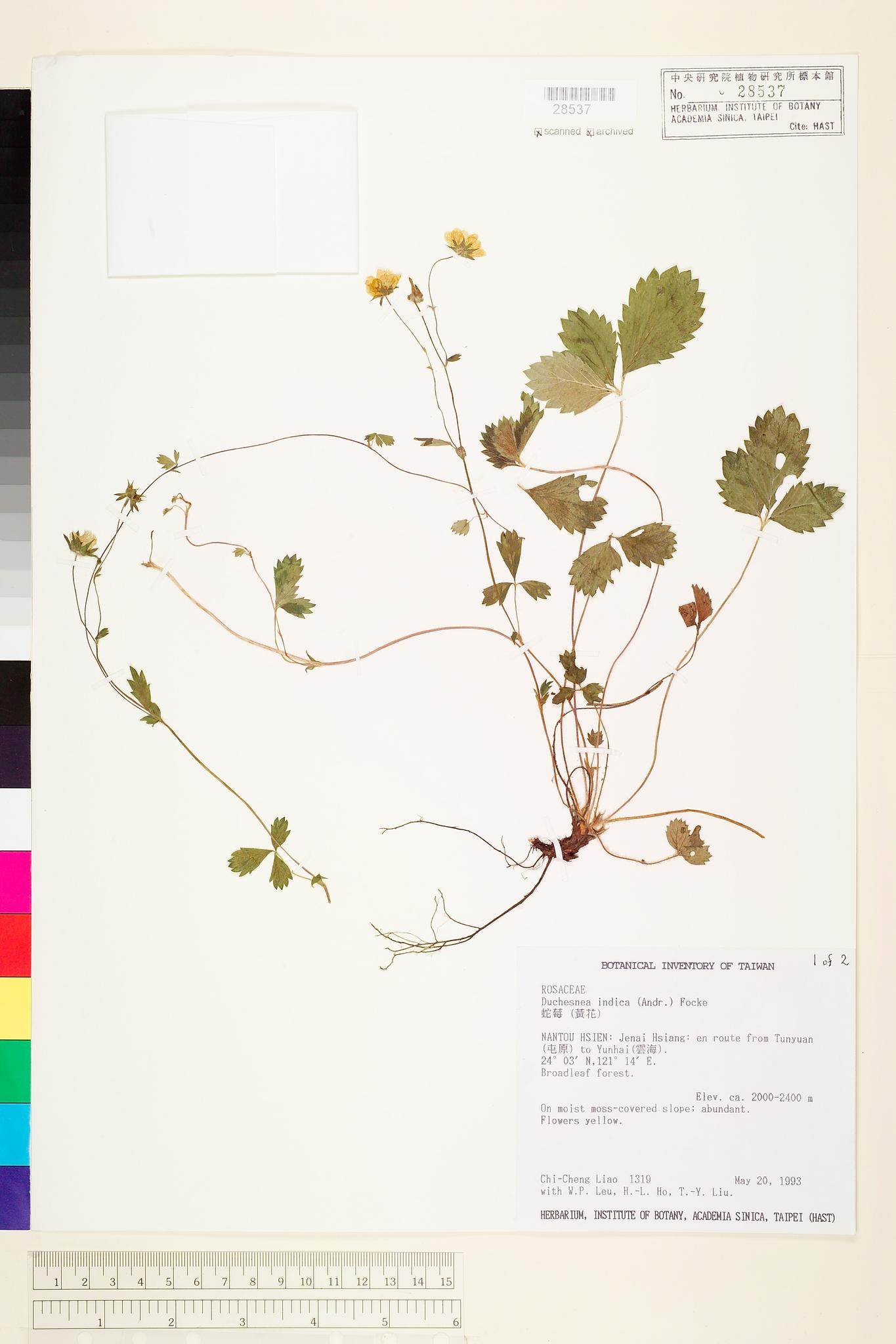 Sample image for viewer