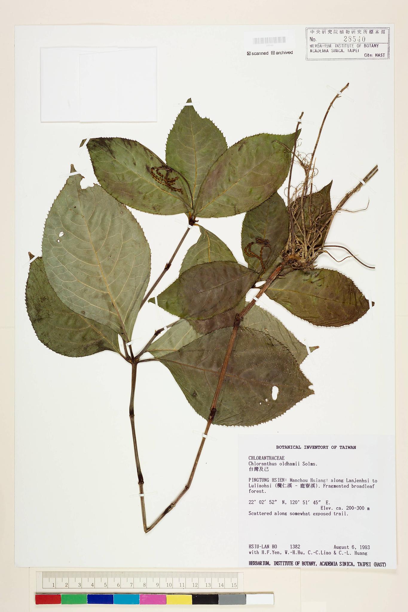 Sample image for viewer