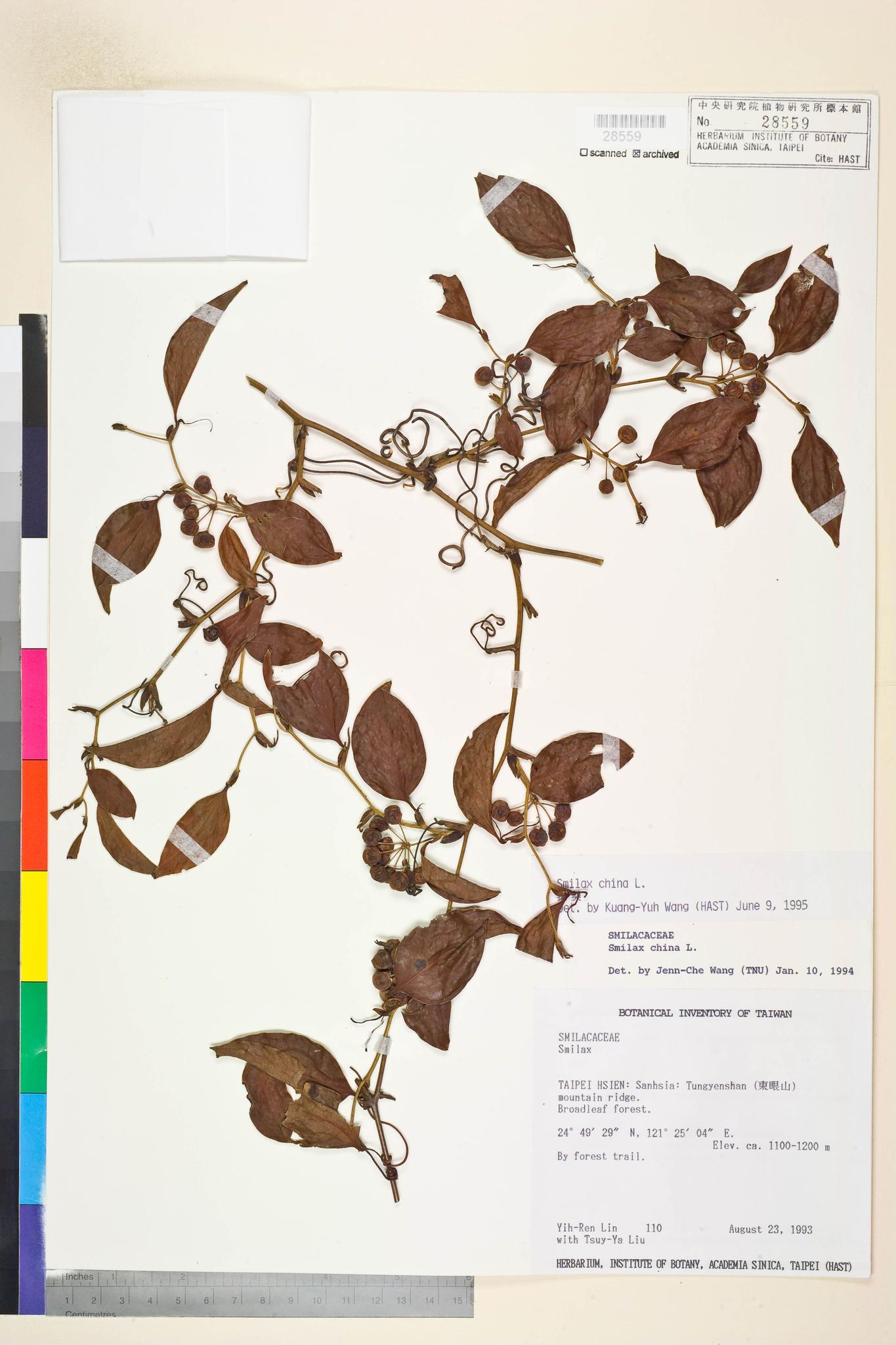 Specimen image