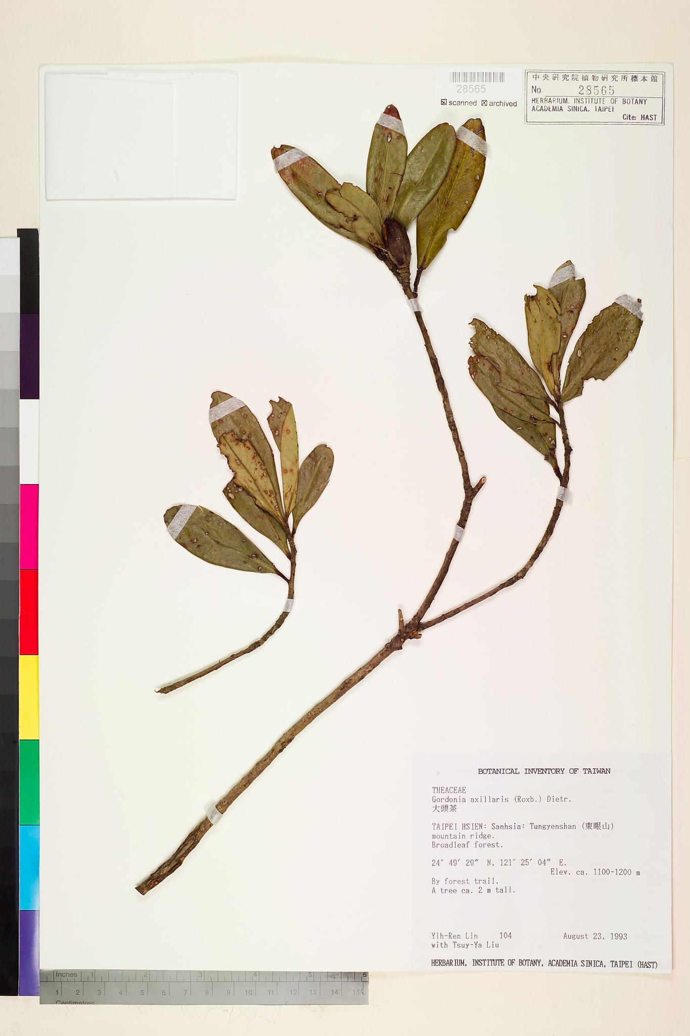 Sample image for viewer