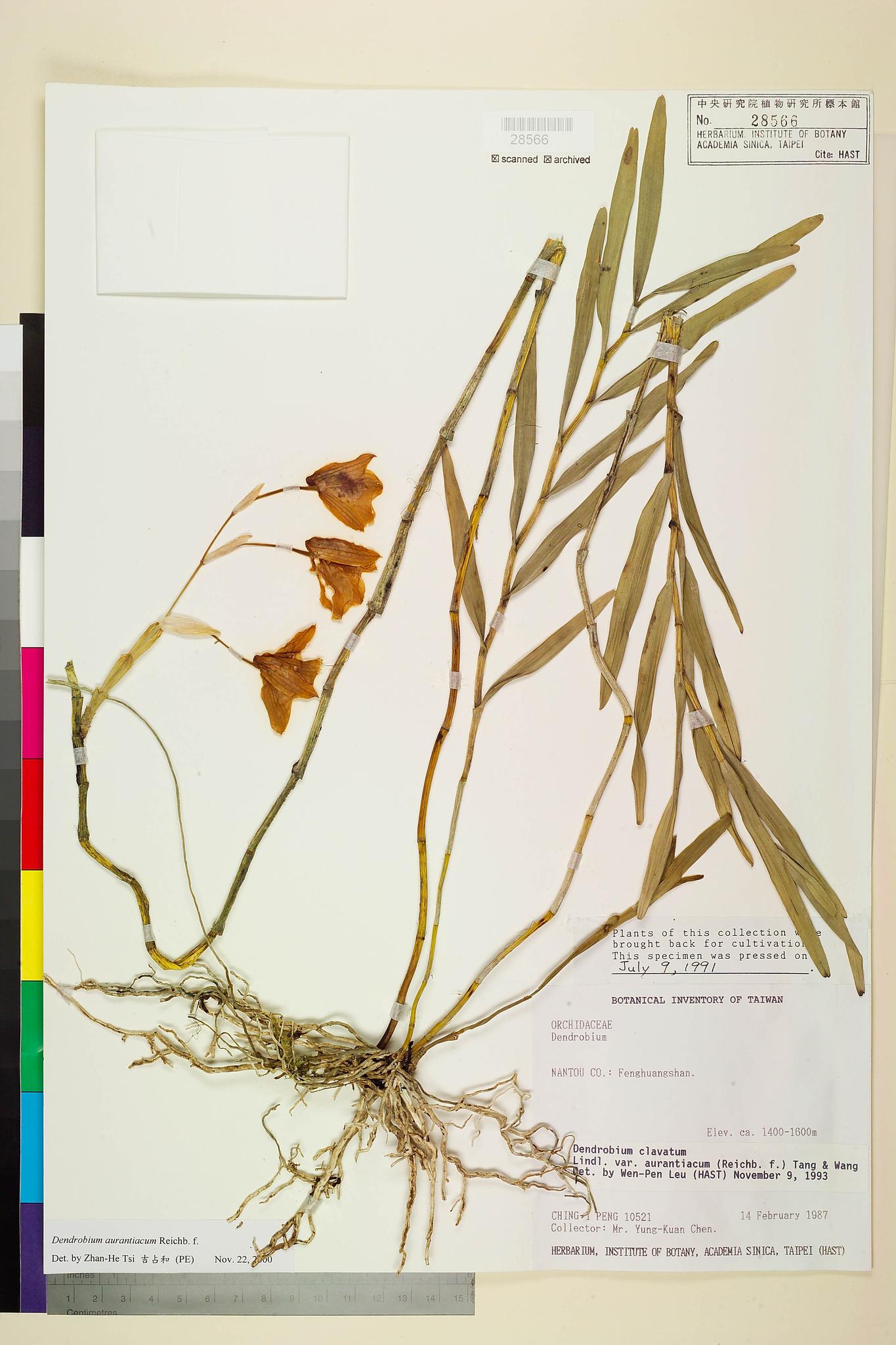 Sample image for viewer