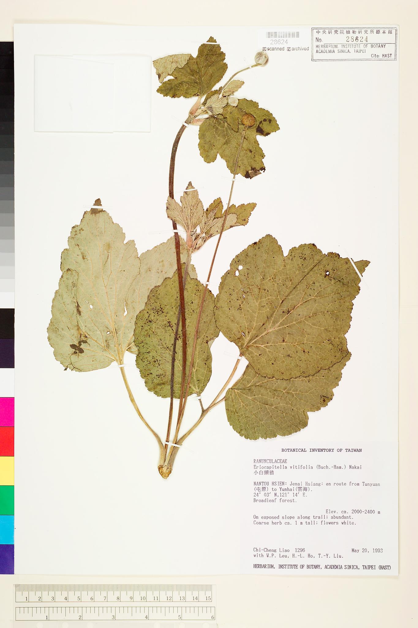 Sample image for viewer