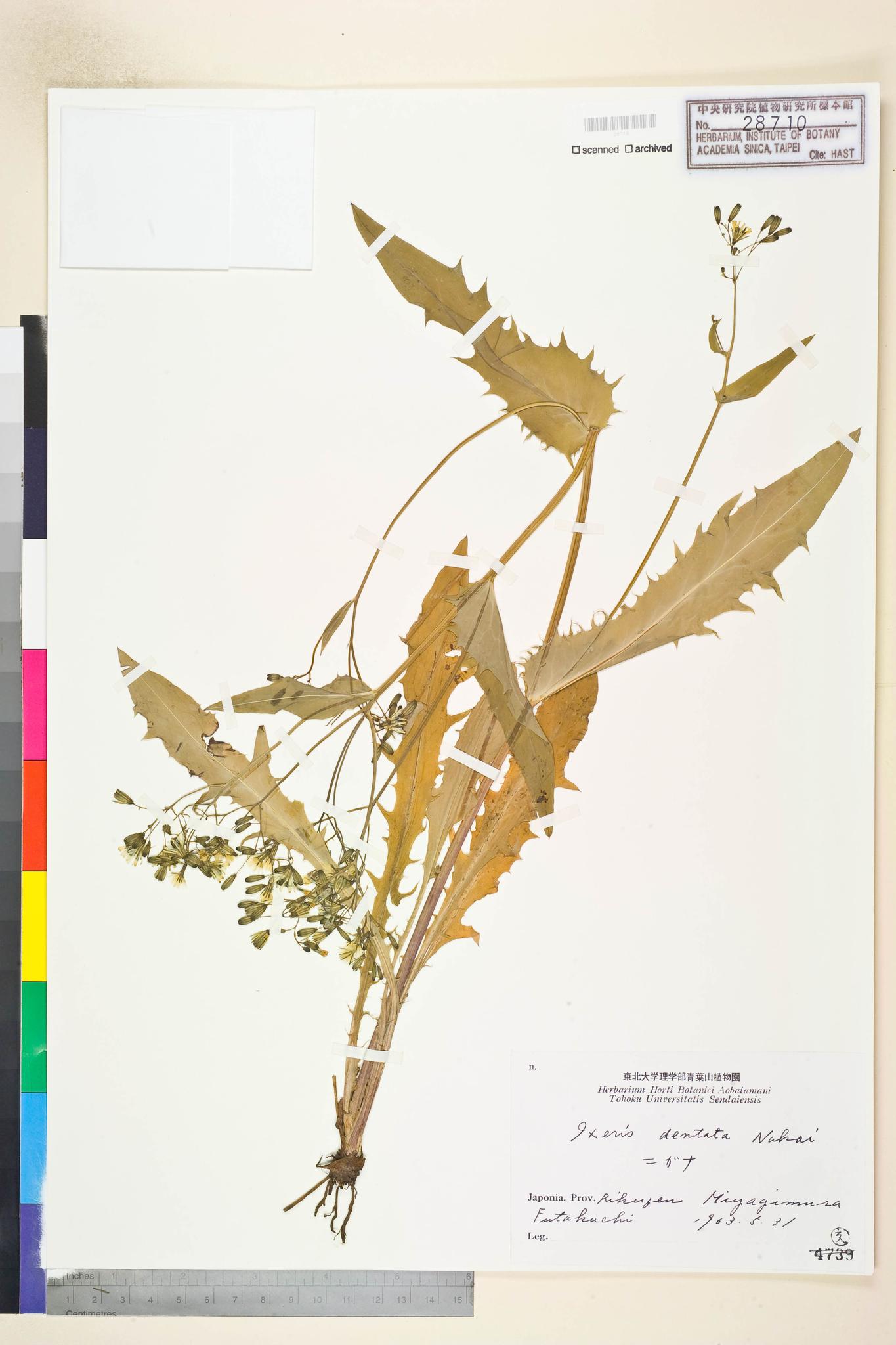 Specimen image