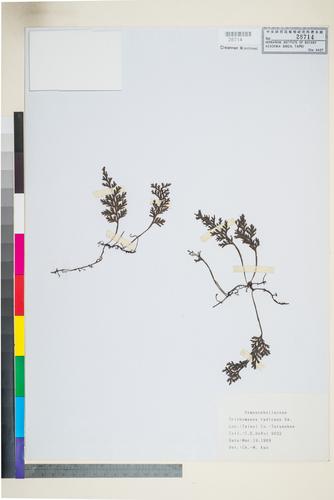 Trichomanes radicans Sw.