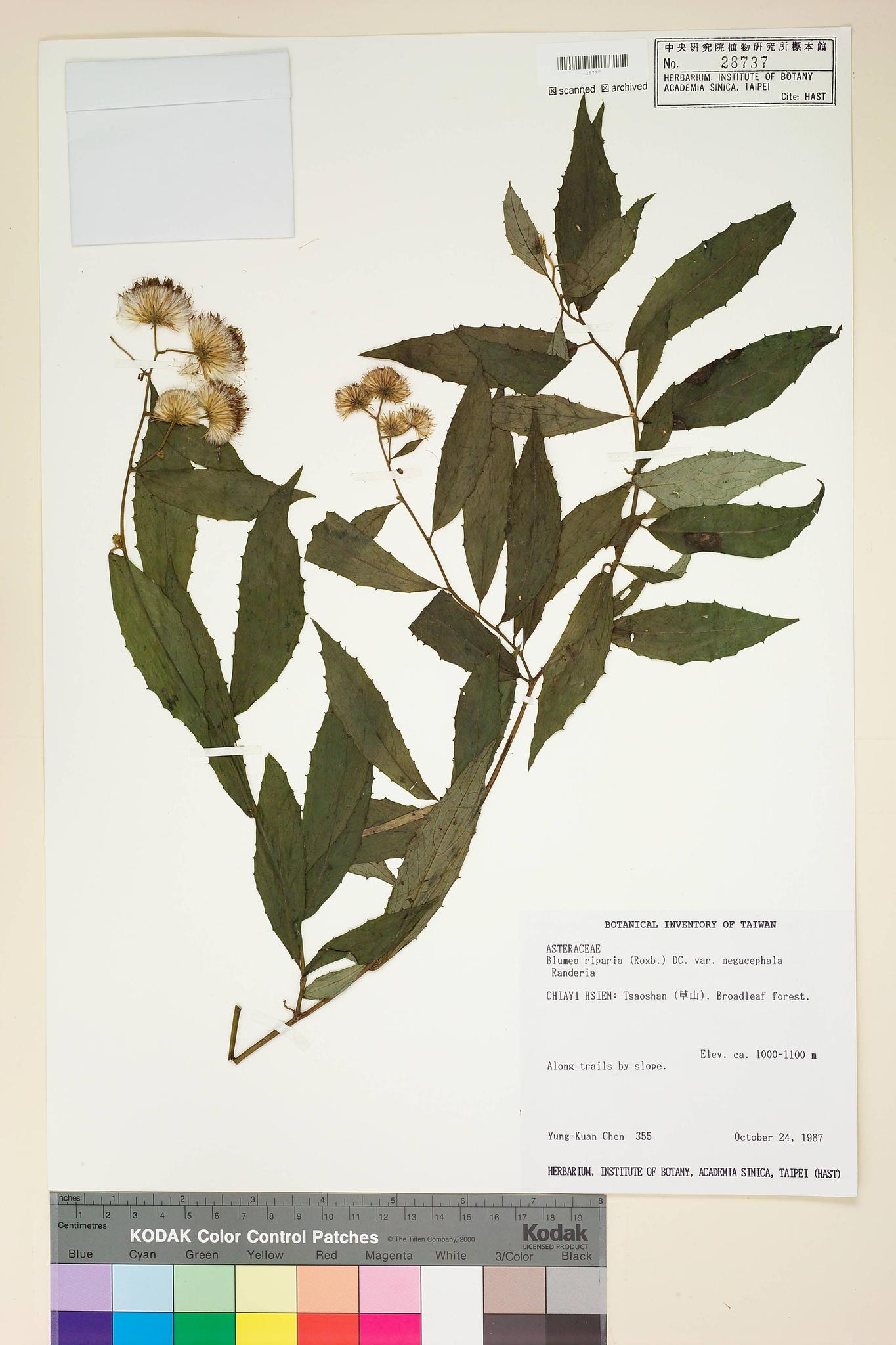 Sample image for viewer