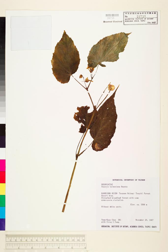 <Unit #8679 Chen, Yung-Kuan | 陳永寬 | 361:: | Begonia taiwaniana Hayata>