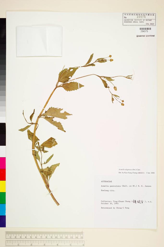 <Unit #45115 Chung, Ting-Chuan | 鍾錠全 | s.n.:: | Acmella uliginosa (Sw.) Cass.>