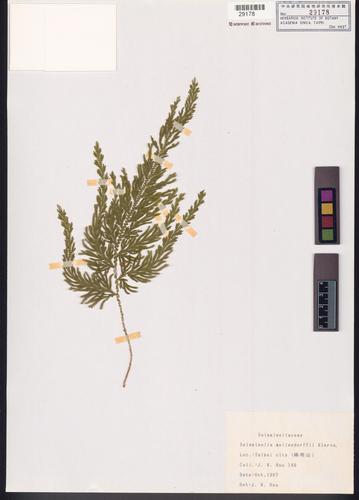 Selaginella moellendorffii Hieron.