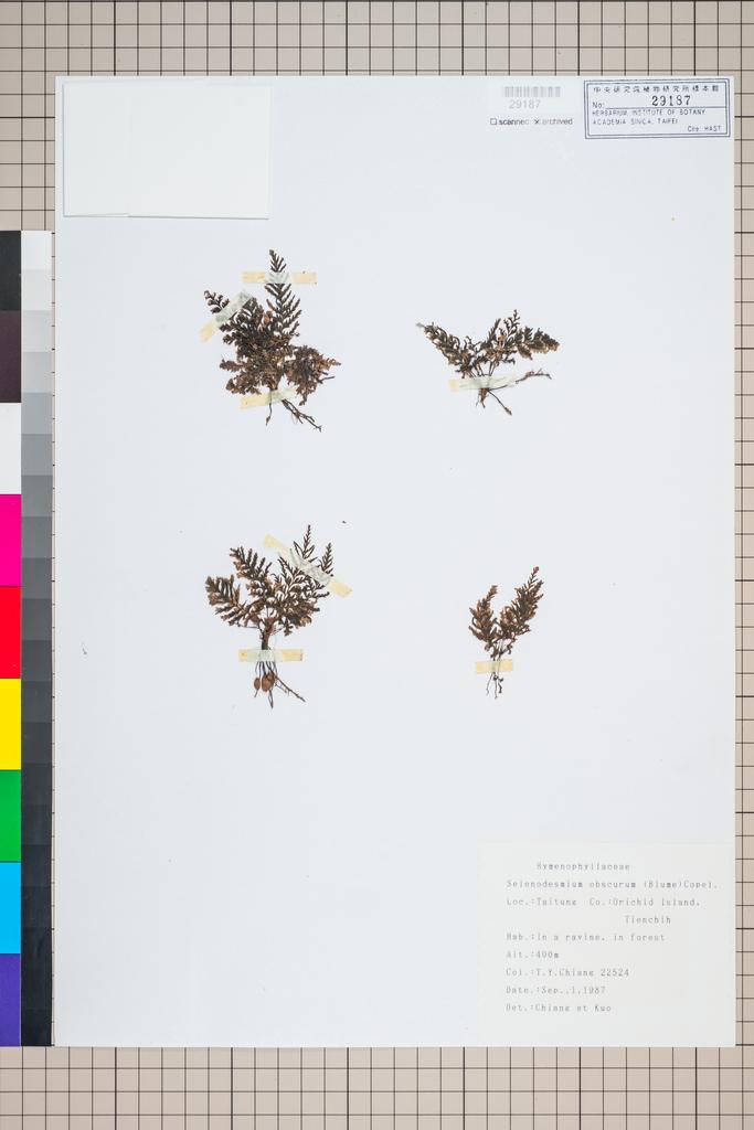 <Unit #95672 Chiang, Tzen-Yuh | 蔣鎮宇 | 22524:: | Selenodesmium obscurum (Bl.) Copel.>