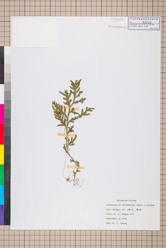 Selaginella delicatula (Desv.) Alston