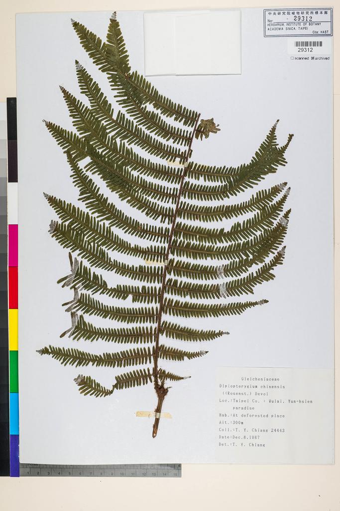 <Unit #95550 Chiang, Tzen-Yuh | 蔣鎮宇 | 24443:: | Diplopterygium chinensis (Rosenst.) DeVol>