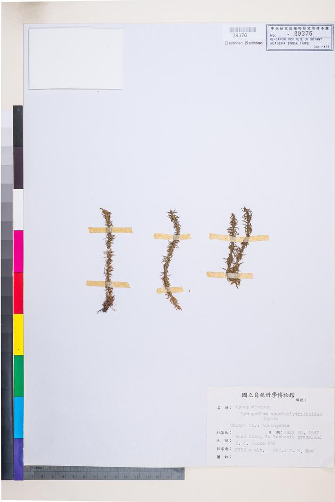 <Unit #96562 Moore, S. J. | 牟善傑 | 940:: | Lycopodium quasipolytrichoides Hayata>