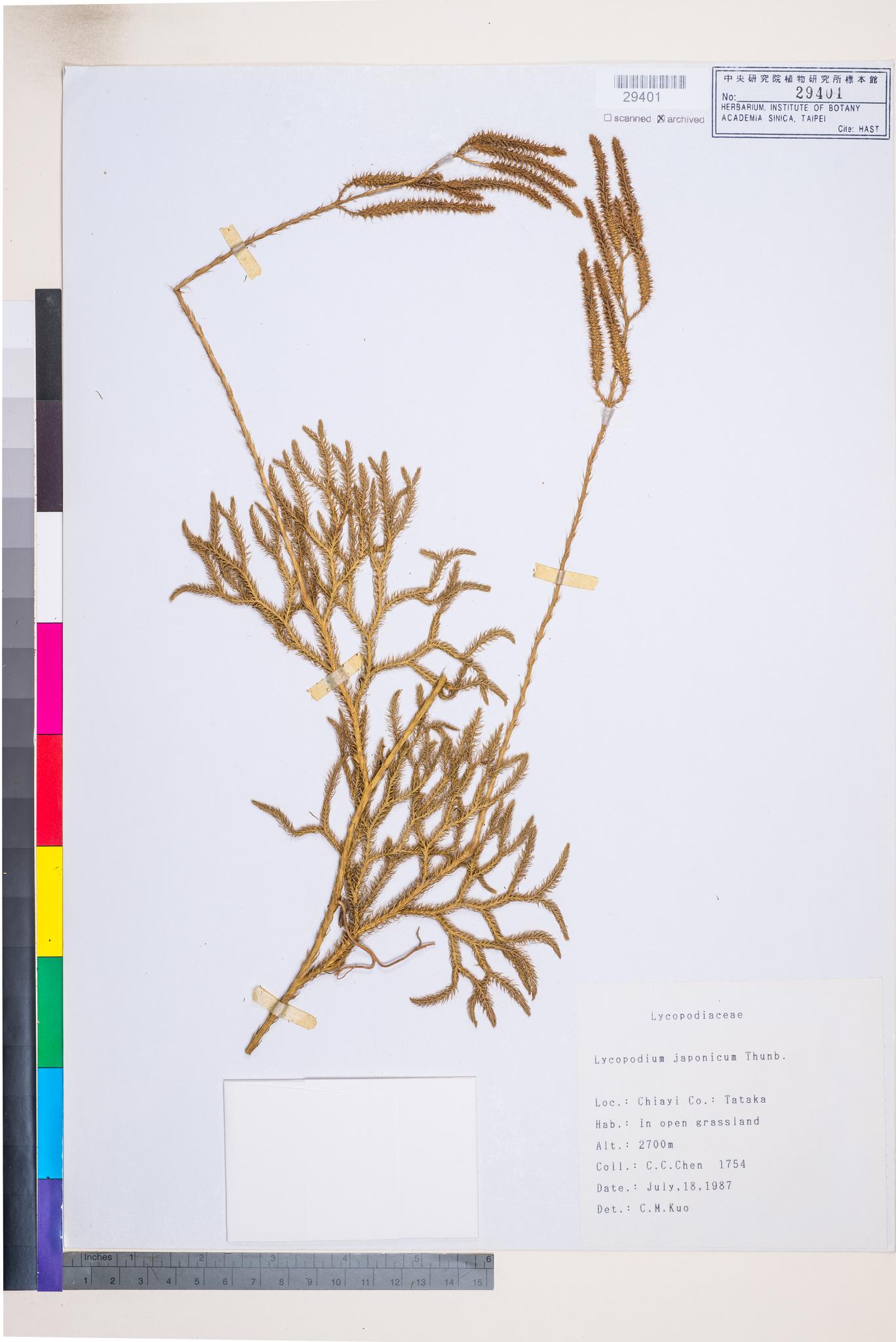 Sample image for viewer