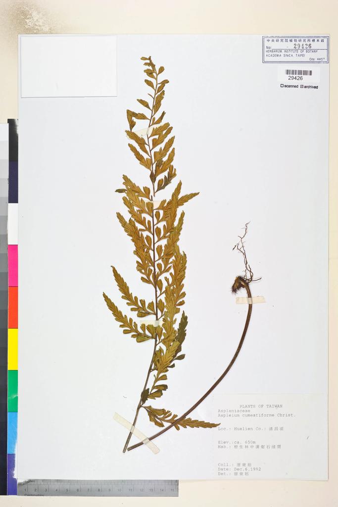 <Unit #82813  | s.n.:: | Asplenium cuneatiforme Christ>