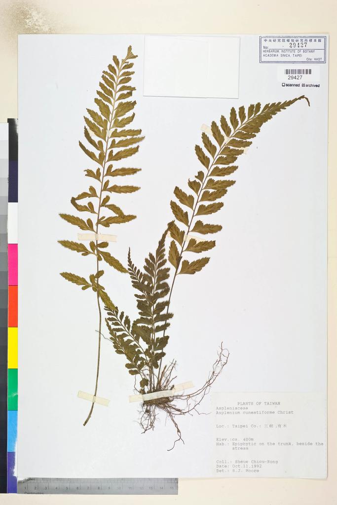 <Unit #82786 Sheue, Chiou-Rong | 許秋蓉 | s.n.:: | Asplenium cuneatiforme Christ>