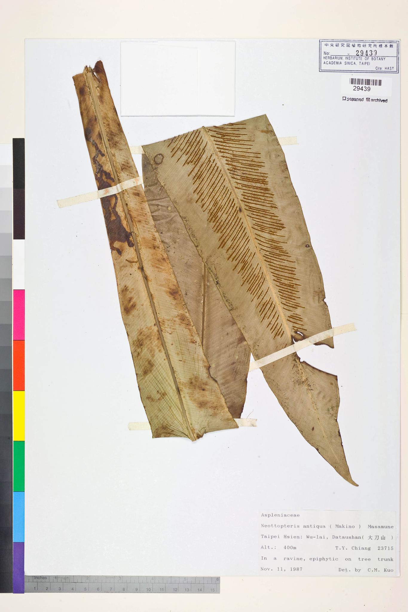 Sample image for viewer