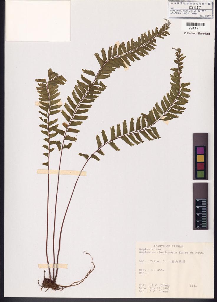 <Unit #82814 Chang, S. C. |  | 1181:: | Asplenium cheilosorum Kunze ex Mett.>