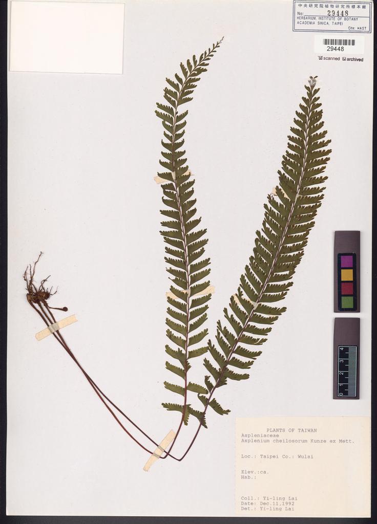 <Unit #82780 Lai, Yi-ling |  | s.n.:: | Asplenium cheilosorum Kunze ex Mett.>
