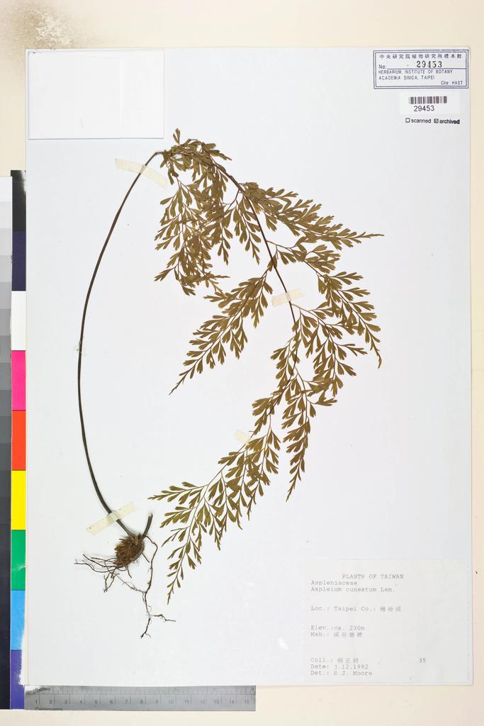 <Unit #82819 Yang, Zeng-Chuann | 楊正釧 | 35:: | Asplenium cuneatum Lam.>