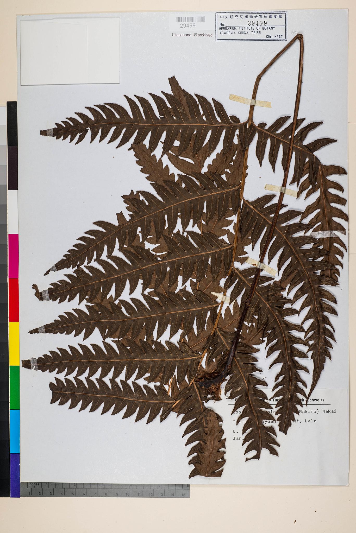 Sample image for viewer