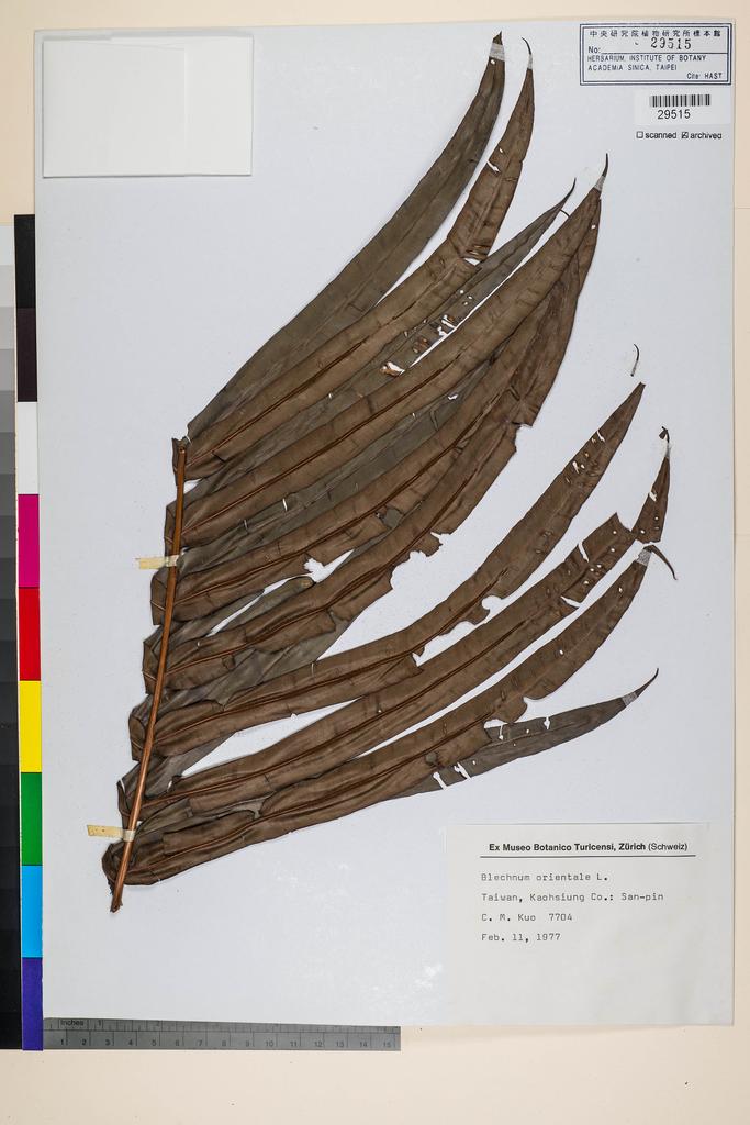 <Unit #87864 Kuo, Chen-Meng | 郭城孟 | 7704:: | Blechnum orientale L.>
