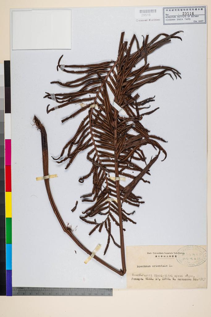 <Unit #87862 Hosokawa, Takahide | 細川隆英 | 5853:: | Blechnum orientale L.>