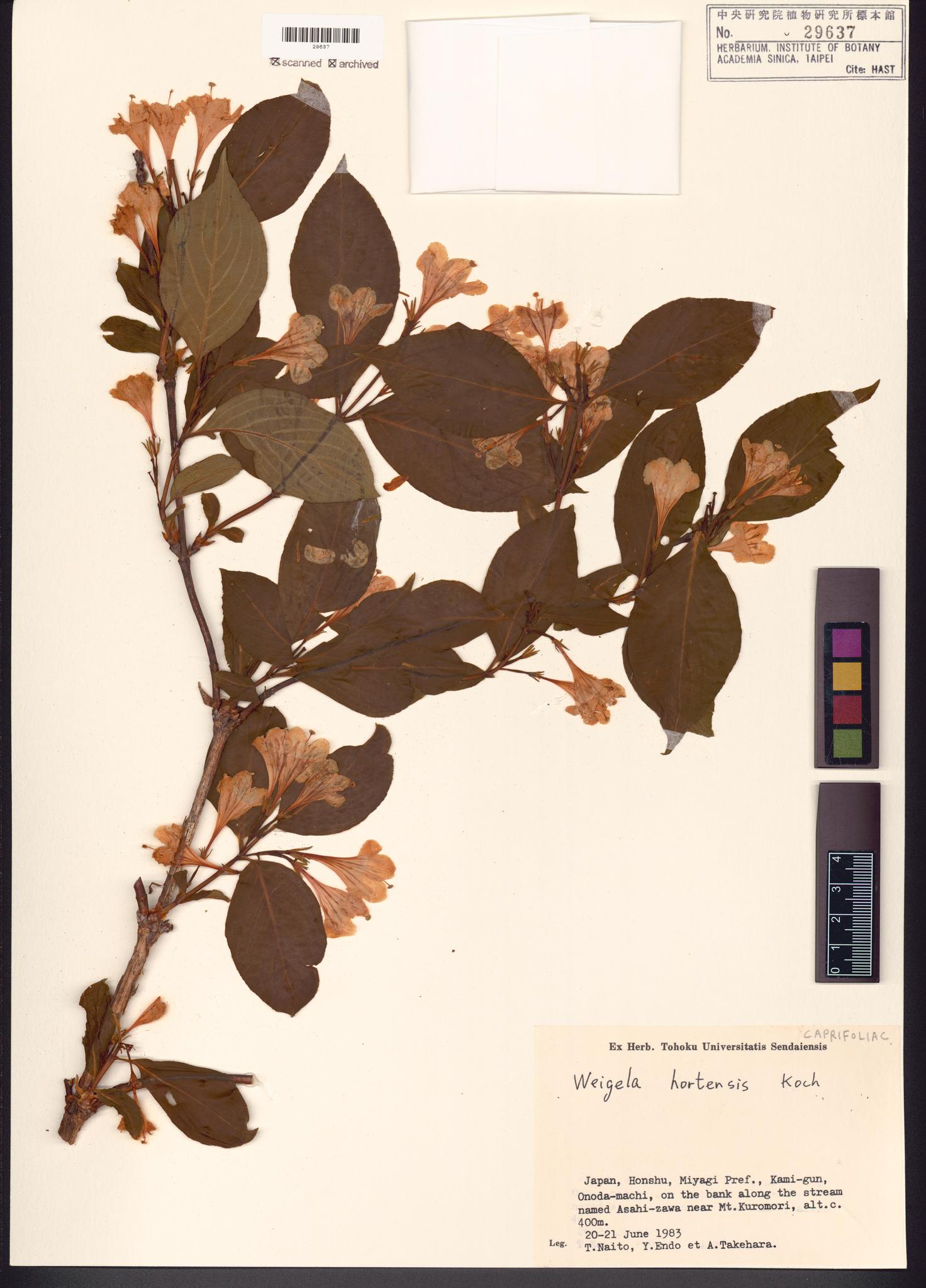 Sample image for viewer