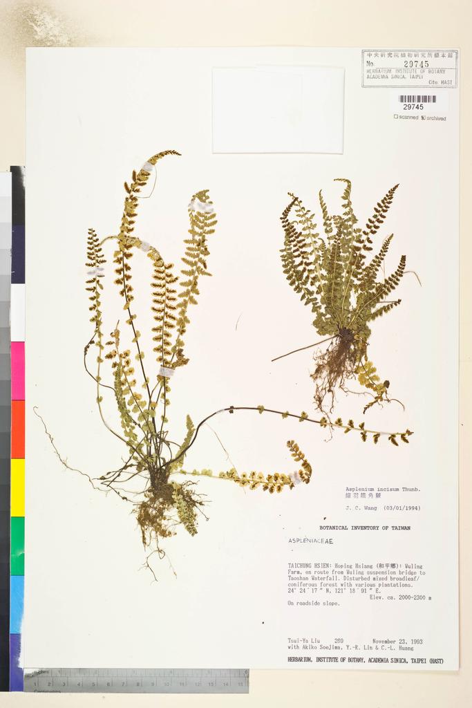 <Unit #29023 Liu, Tsui-Ya | 劉翠雅 | 269:: | Asplenium incisum Thunb.>