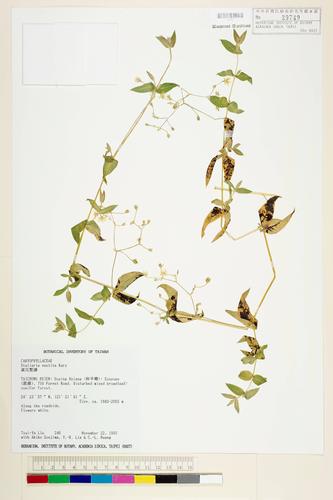 Stellaria vestita Kurz.