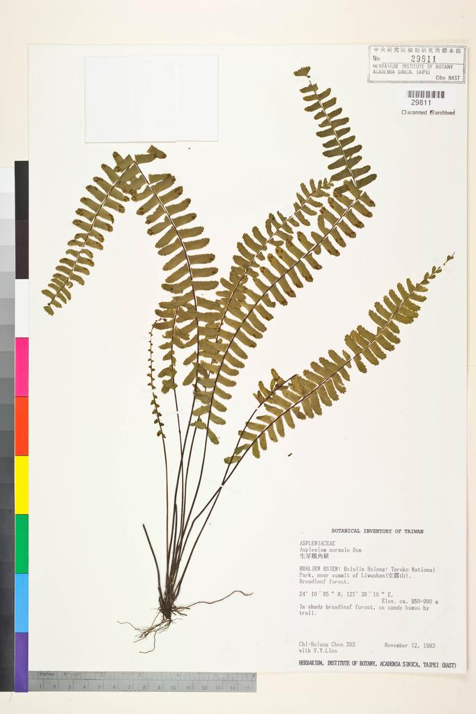 <Unit #2173 Chen, Chih-Hsiung | 陳志雄 | 303:: | Asplenium normale D. Don>
