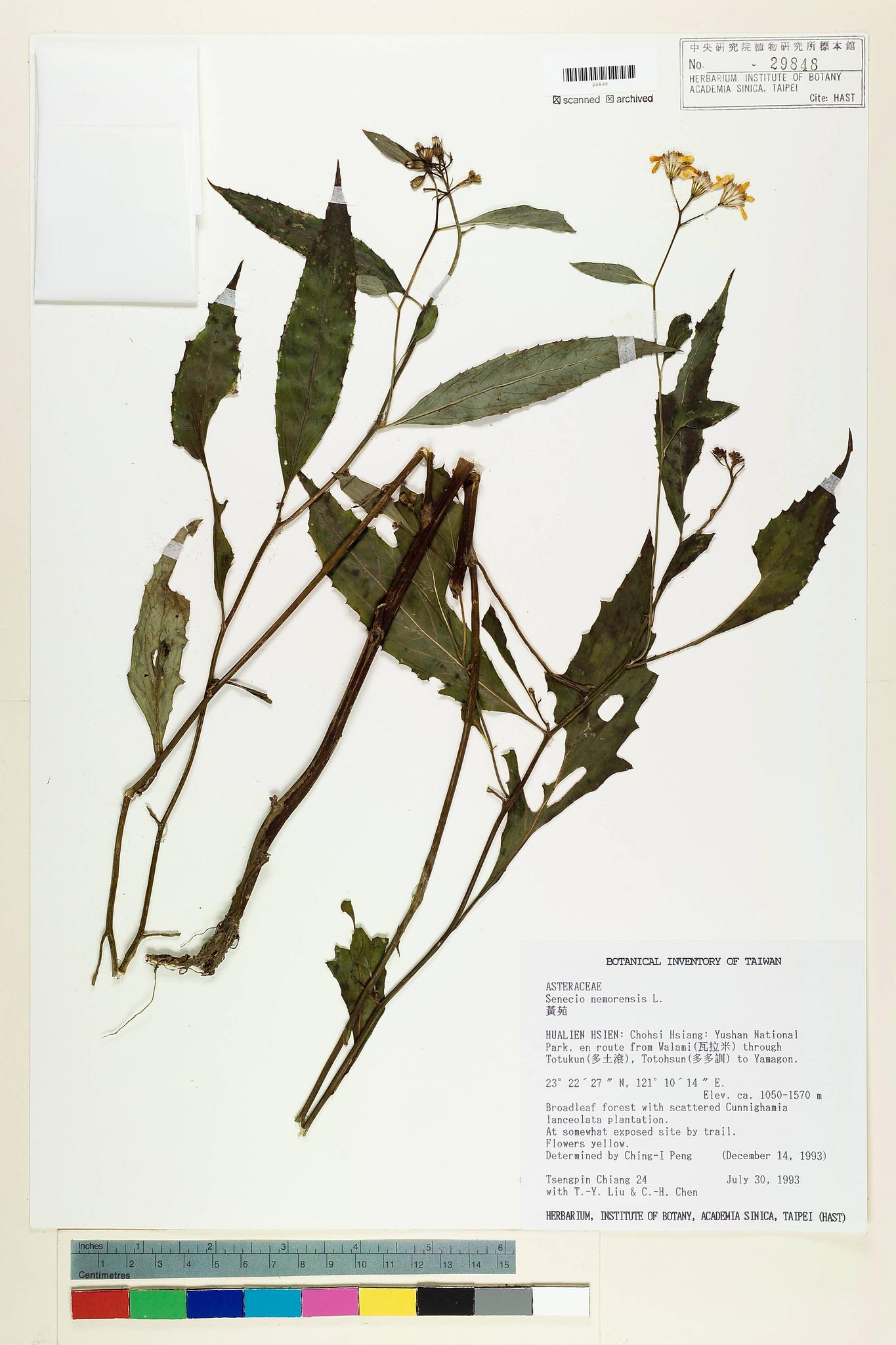 Sample image for viewer