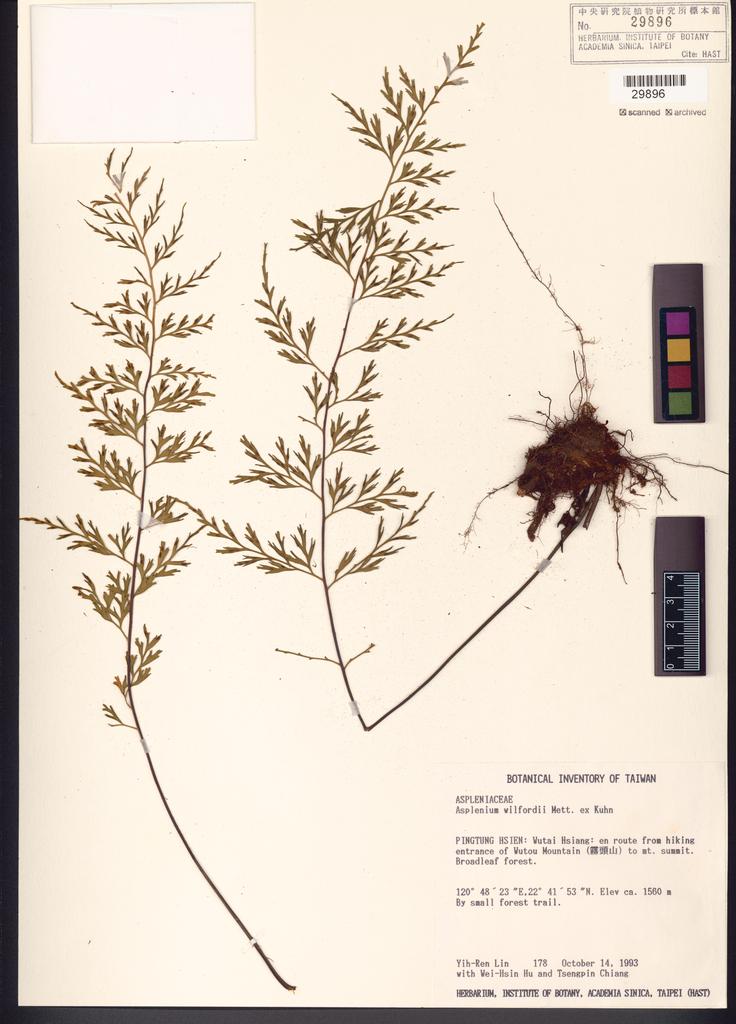 <Unit #31885 Lin, Yih-Ren | 林益仁 | 178:: | Asplenium wilfordii Mett. ex Kuhn.>