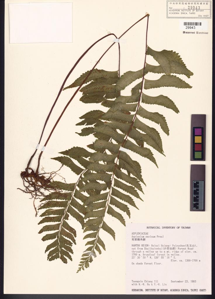 <Unit #84673 Chiang, Tzen-Yuh | 蔣鎮宇 | 111:: | Asplenium excisum Presl>