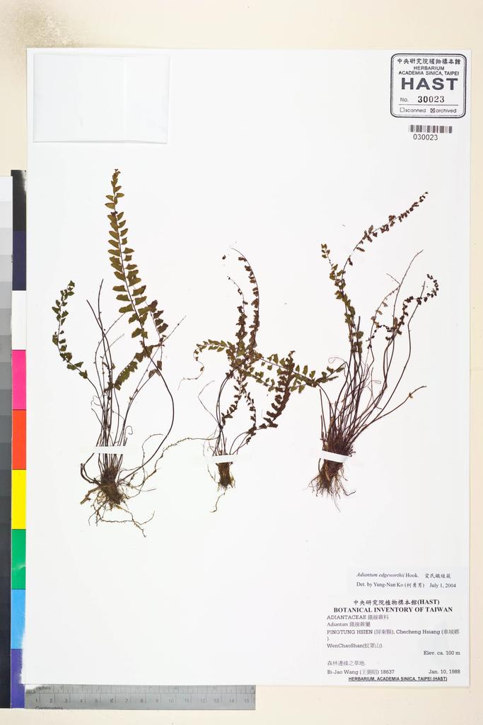 <Unit #80656 Wang, Bi-Jao | 王弼昭 | 18637:: | Adiantum edgeworthii Hook.>