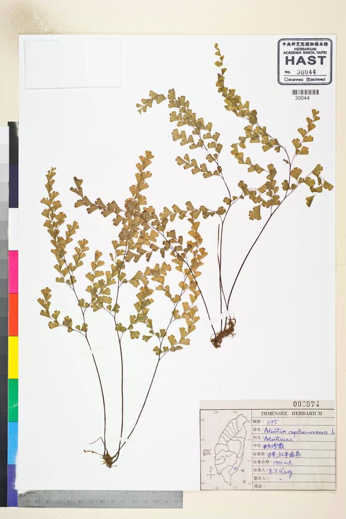 <Unit #80474 Wang, Bi-Jao | 王弼昭 | 895:: | Adiantum capillus-veneris L.>