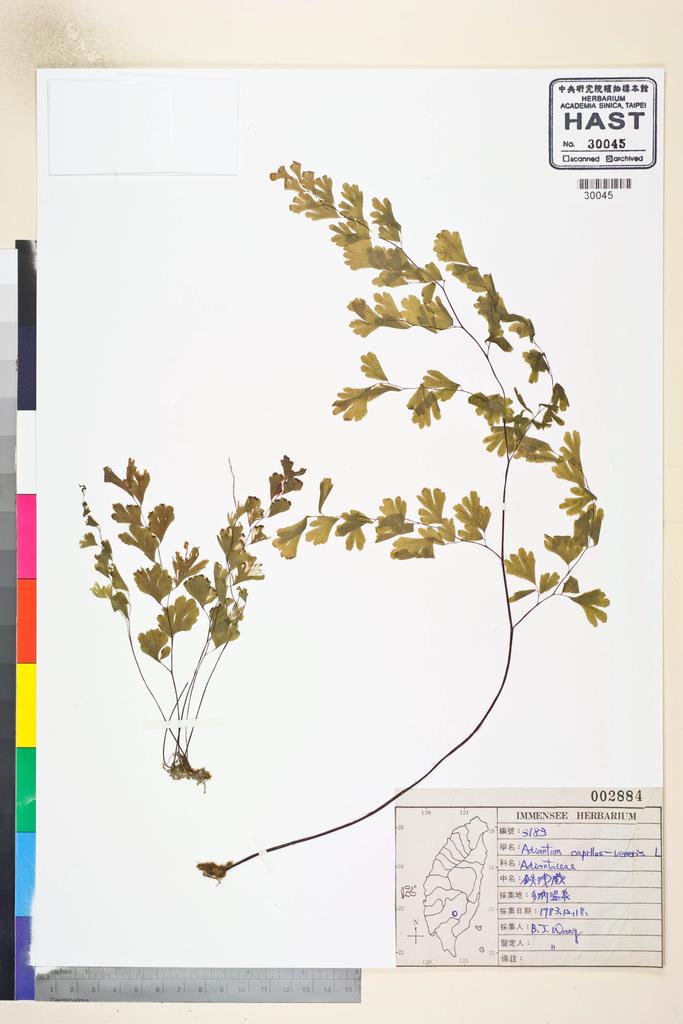 <Unit #80476 Wang, Bi-Jao | 王弼昭 | 3183:: | Adiantum capillus-veneris L.>