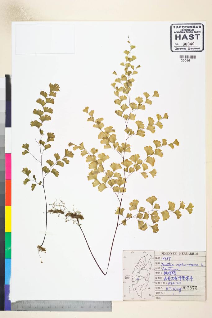 <Unit #80477 Wang, Bi-Jao | 王弼昭 | 2987:: | Adiantum capillus-veneris L.>