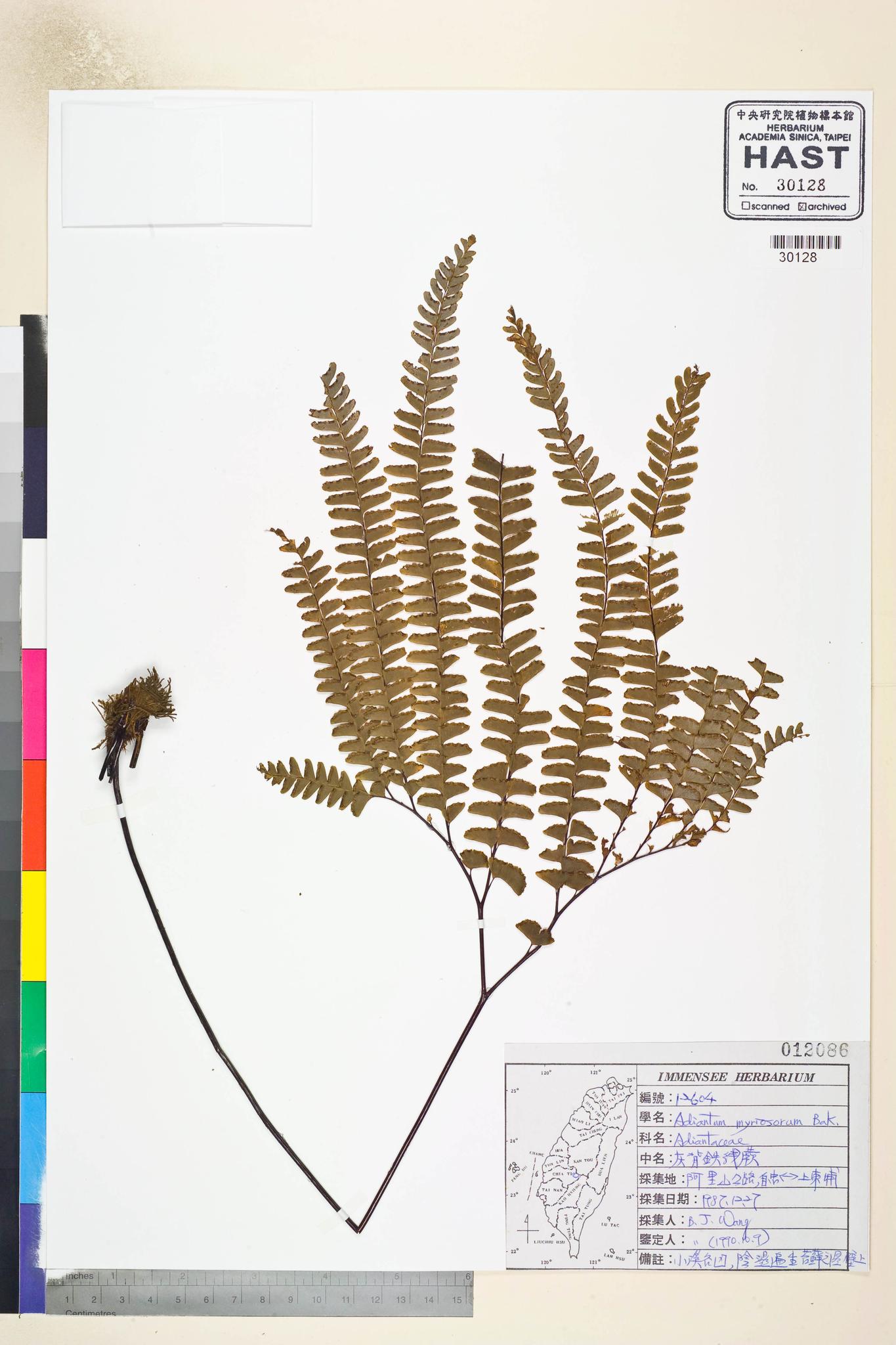 Sample image for viewer