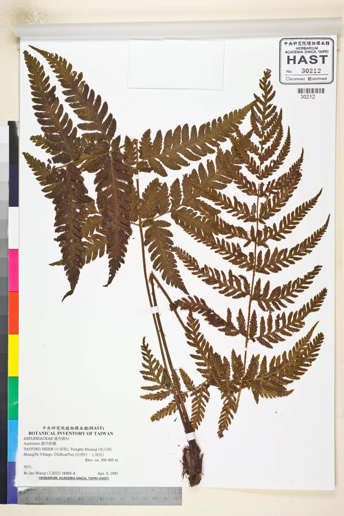 <Unit #82201 Wang, Bi-Jao | 王弼昭 | 18455::A | Asplenium>
