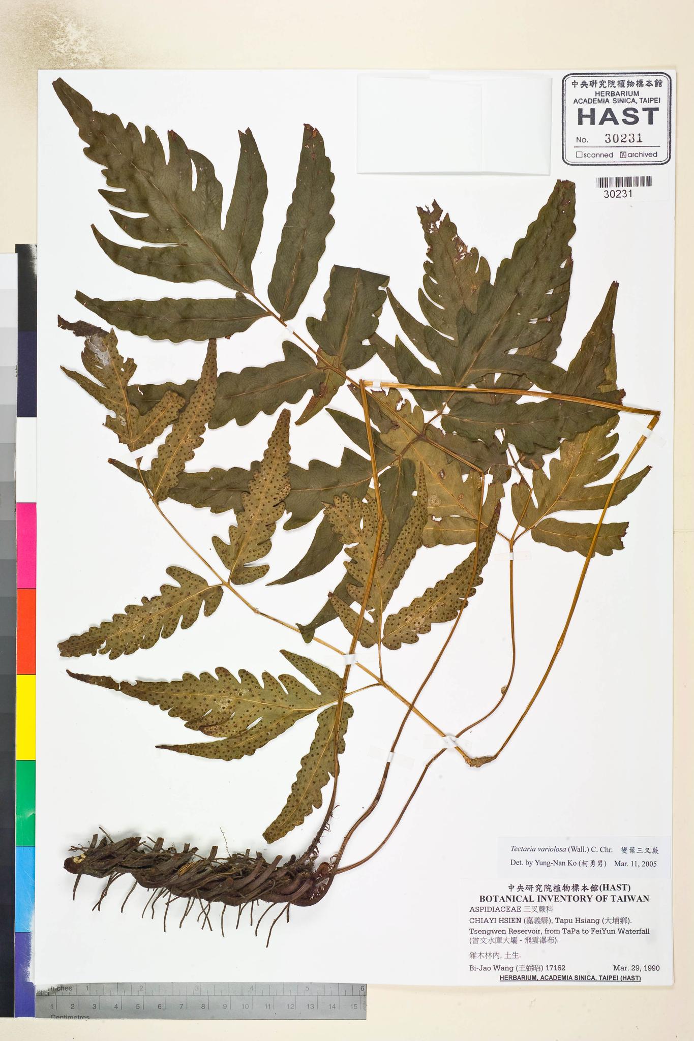 Sample image for viewer